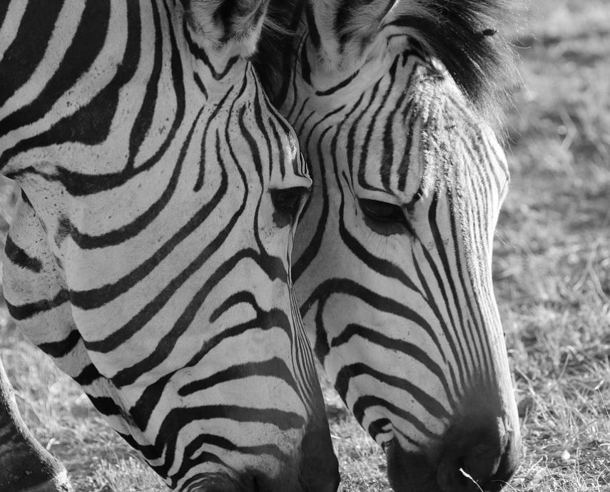 zebras, equine, mammal-4034126.jpg